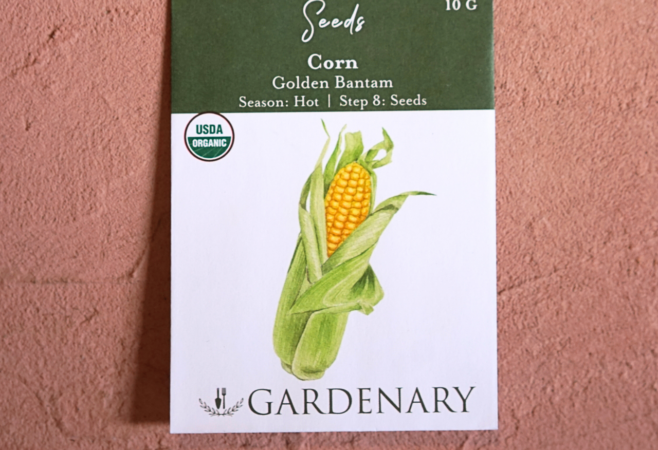 Corn Seeds