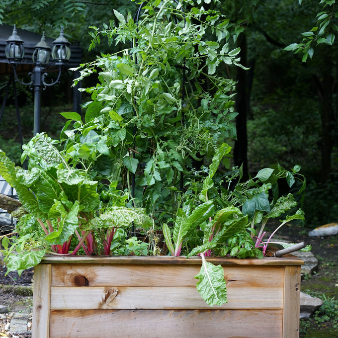 Standard Square Raised Kitchen Garden Package