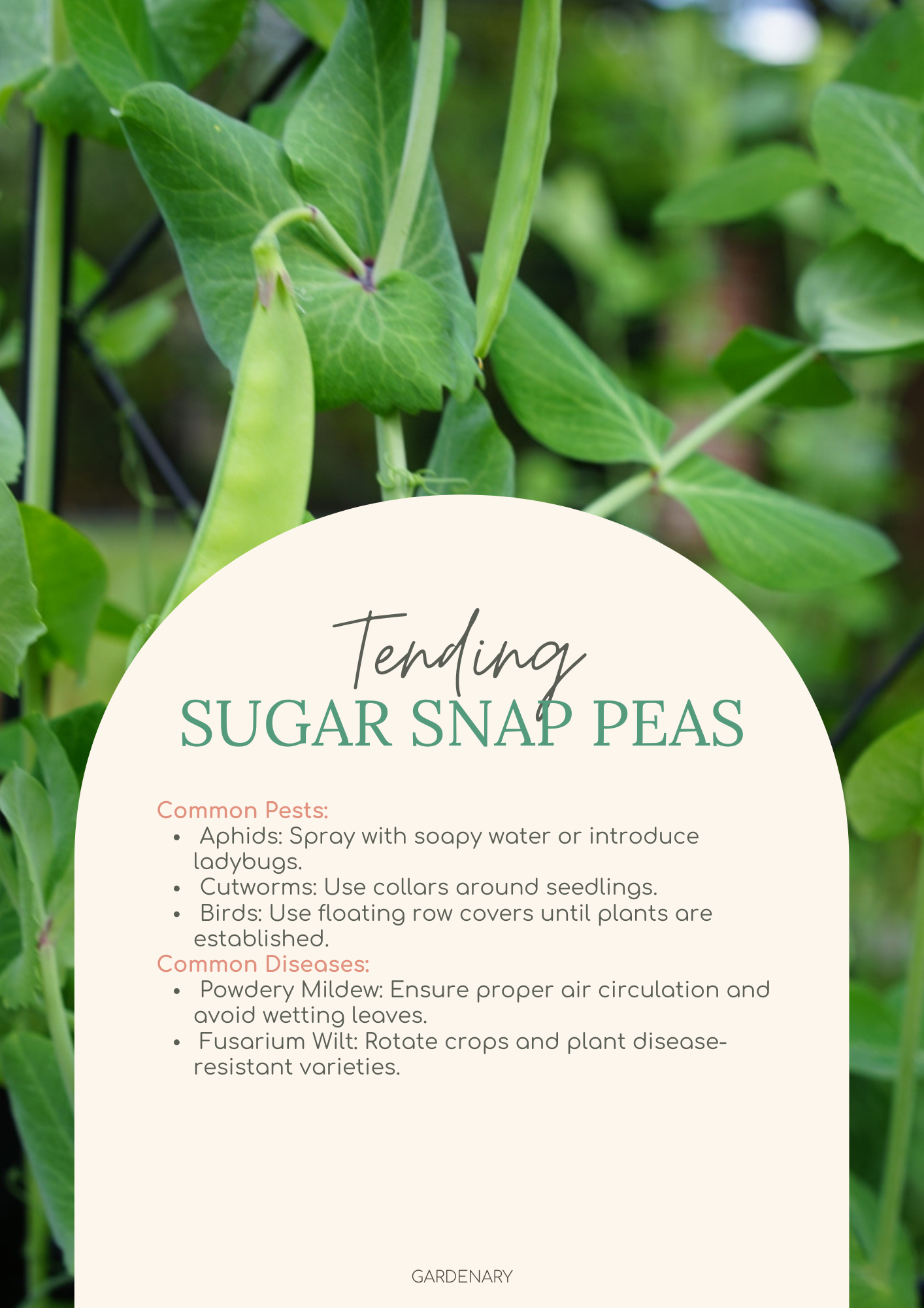 Easy Seed Growing Guide