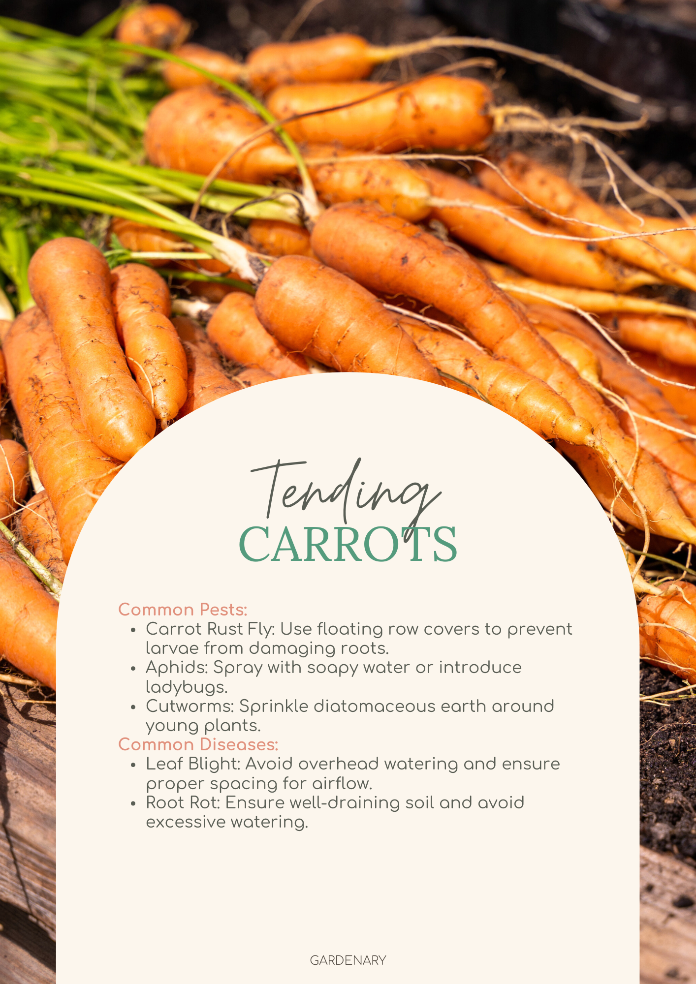 Easy Seed Growing Guide