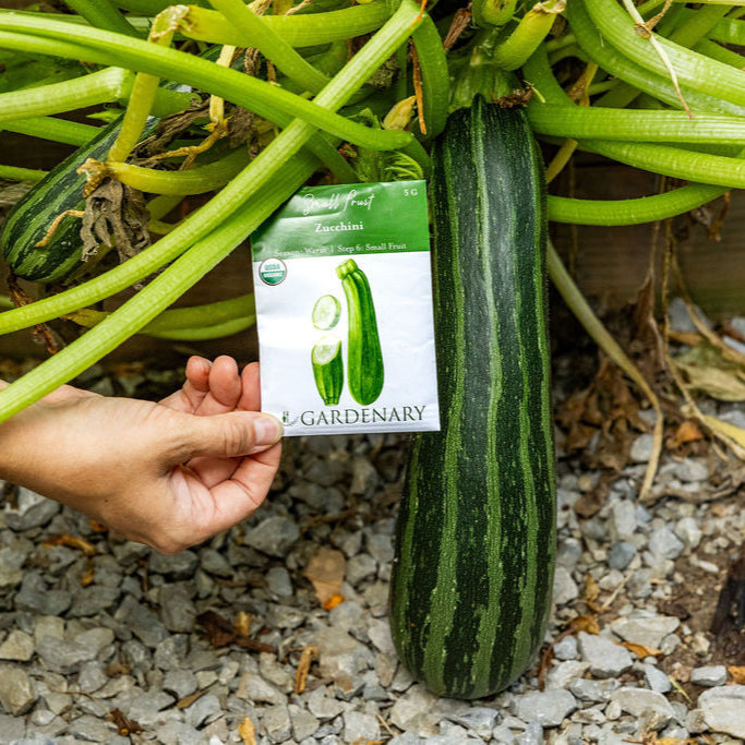 10 Essential Garden Seeds - Free with Shipping