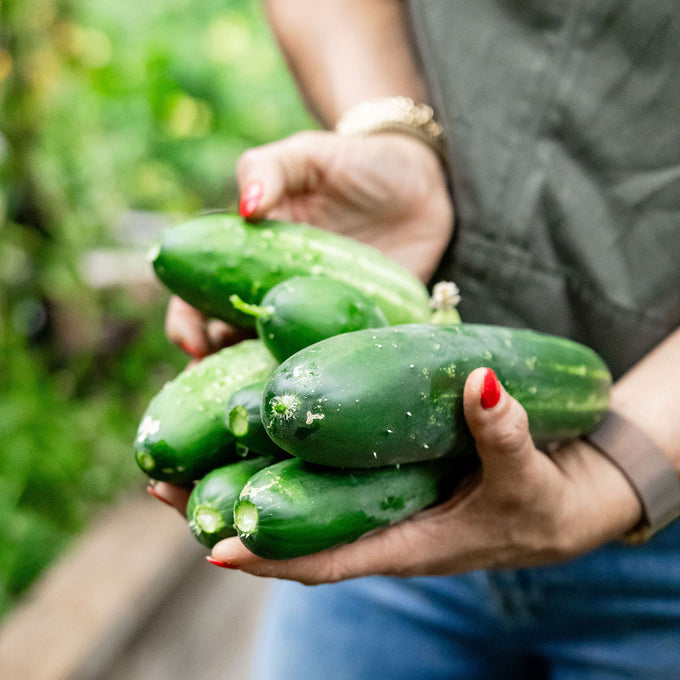 Small Garden Gift Bundle