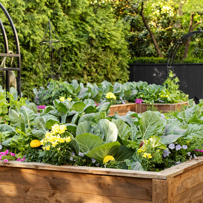 Cedar Raised Bed Gardens with Trim