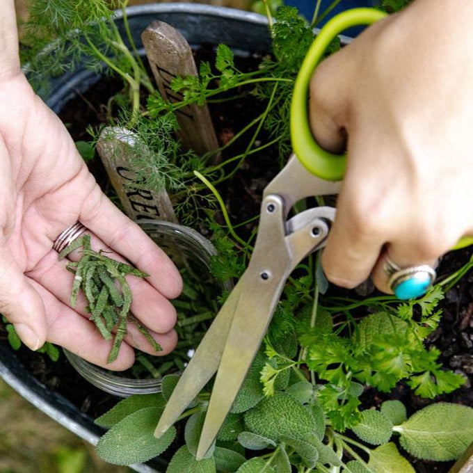 Herb Scissors