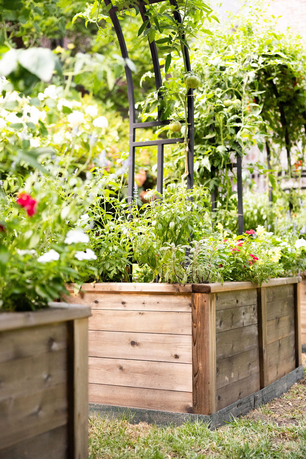 Cedar raised bed for backyard homestead food production with trellised tomatoes