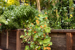 Raised garden bed for organic non-GMO vegetable garden with edible flowers