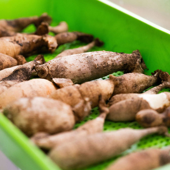 Extra-Strength 1020 Mesh Grow Trays (2.5" Deep)