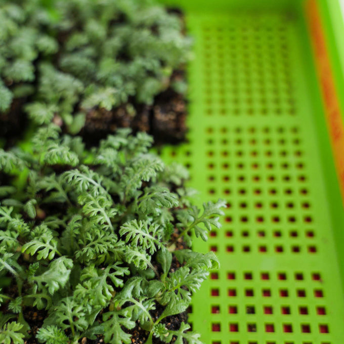 Extra-Strength 1020 Mesh Grow Trays (1" Shallow, Color Collection)