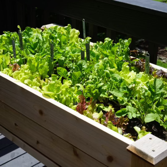 The Salad Garden System