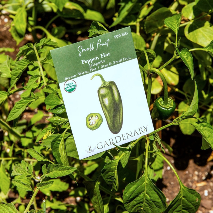 Jalapeño Pepper Seeds