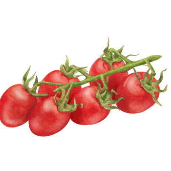 Grape Tomato Seeds