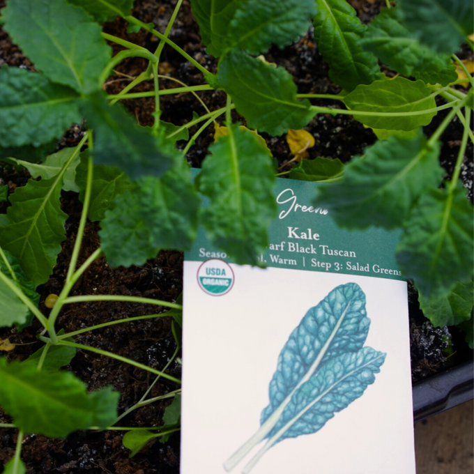 Tuscan Kale Seeds