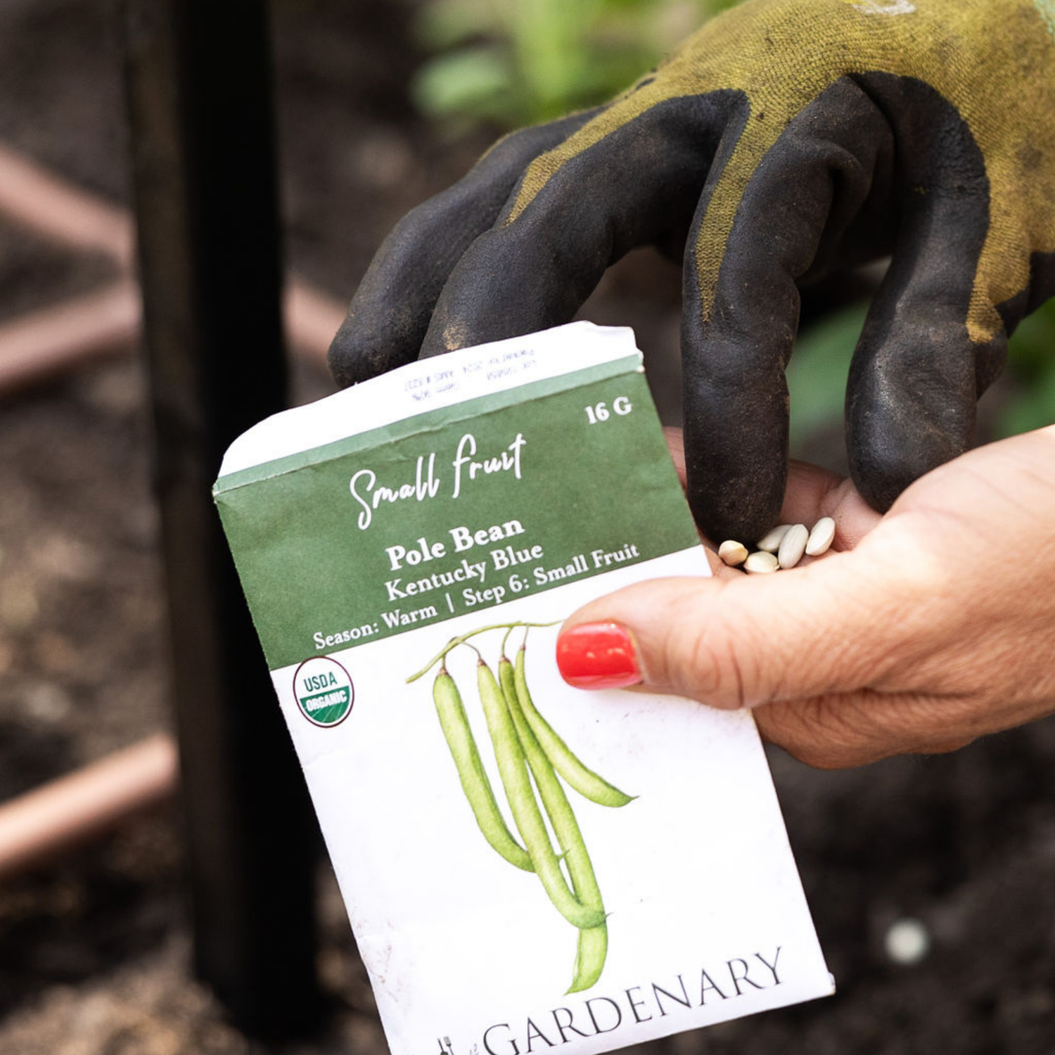 Pole Bean Seeds
