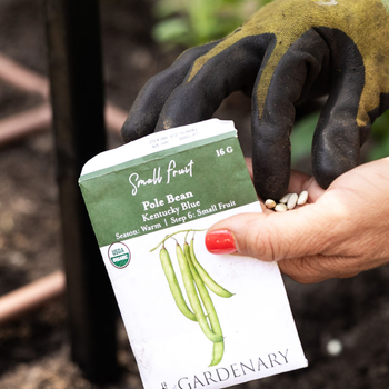 Pole Bean Seeds