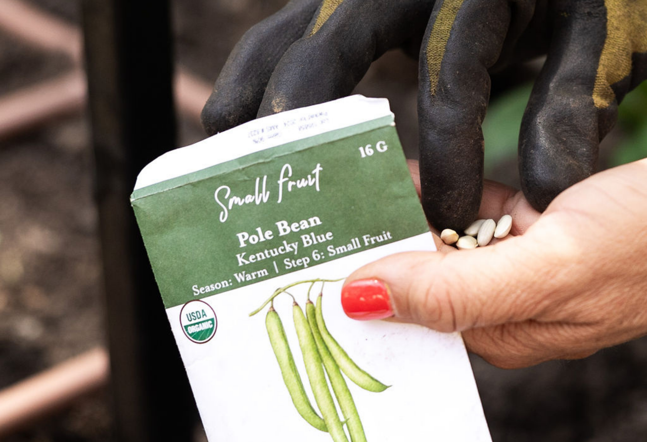 Pole Bean Seeds