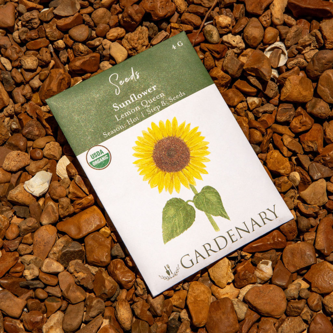 Lemon Queen Sunflower Seeds