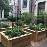 Linda Kitchen Garden Bundle
