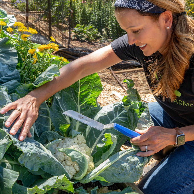 Leafy Greens Harvest Knife