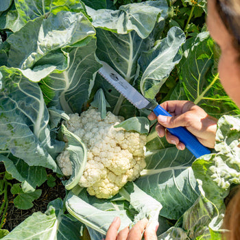 Leafy Greens Harvest Knife