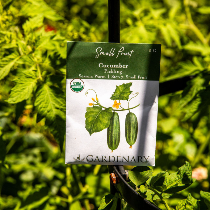 Pickling Cucumber Seeds