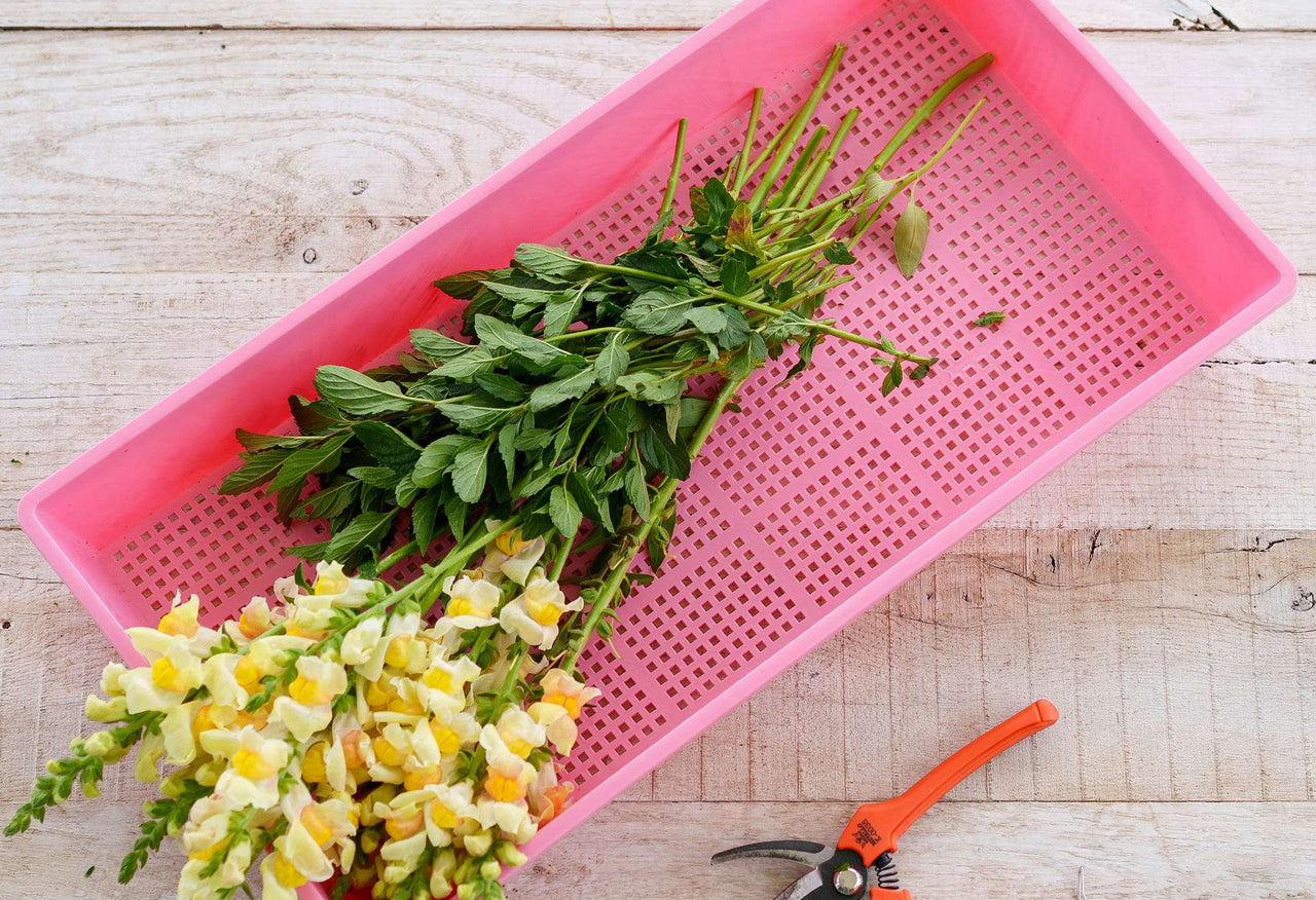 Extra-Strength 1020 Mesh Grow Trays (2.5" Deep)