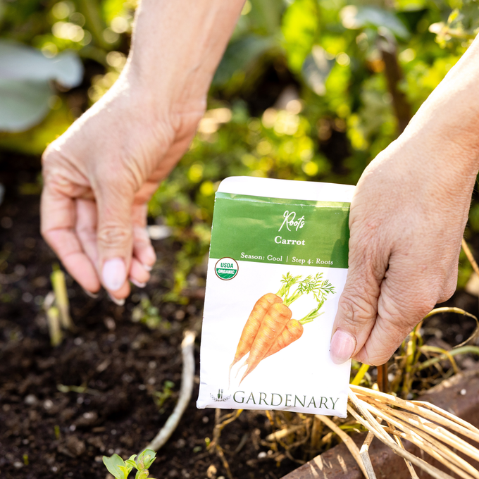 Carrot Seeds