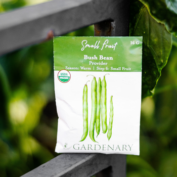 Provider Bush Bean Seeds