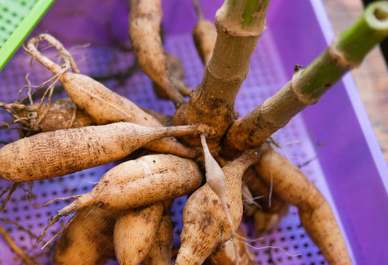 Extra-Strength 1020 Mesh Grow Trays (2.5" Deep)