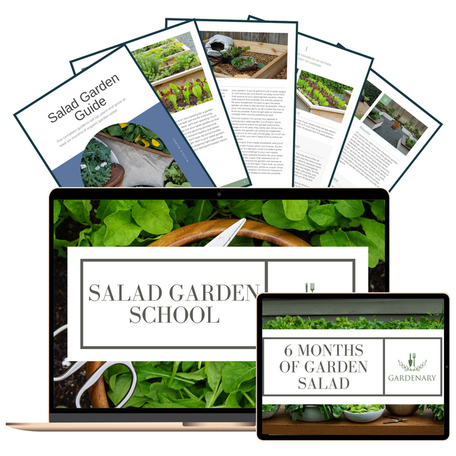 Salad Garden School