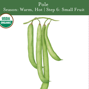 Pole Bean Seeds