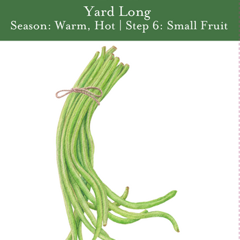 Yard Long Pole Bean Seeds