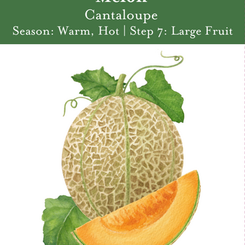 Cantaloupe Seeds