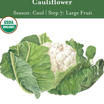 Cauliflower Seeds