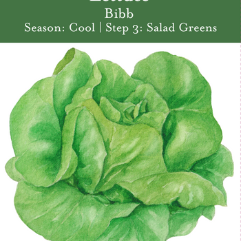 Bibb Lettuce Seeds