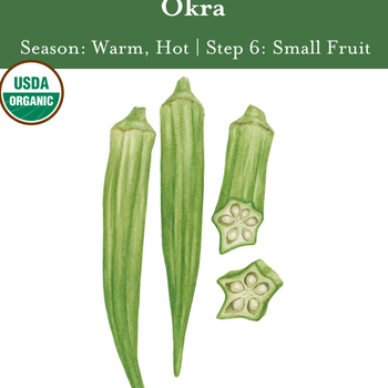 Okra Seeds