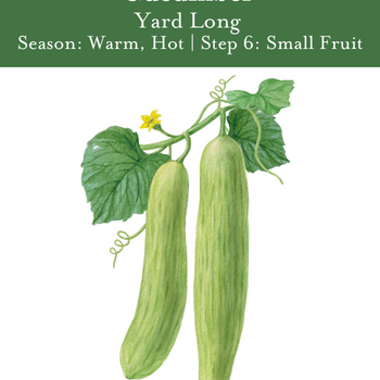 Yard Long Cucumber Seeds