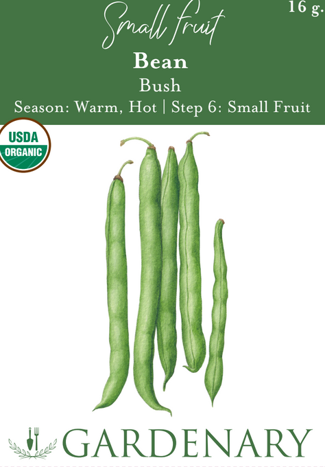 Provider Bush Bean Seeds