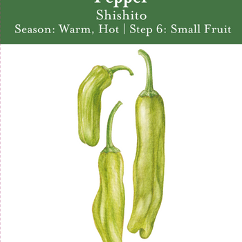 Shishito Pepper Seeds