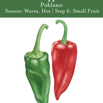 Poblano Pepper Seeds