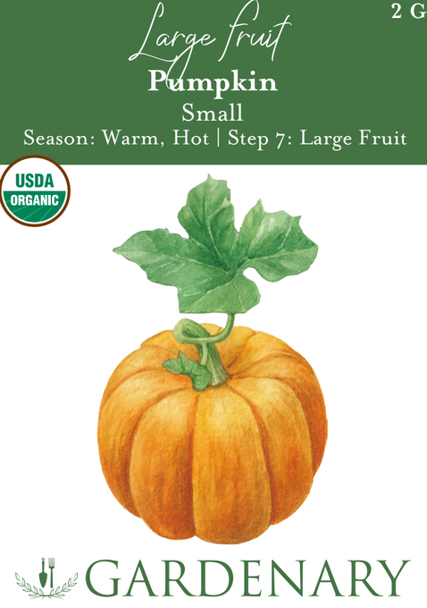 Small Pumpkin Seeds