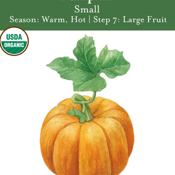 Small Pumpkin Seeds