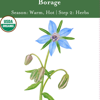 Borage Seeds