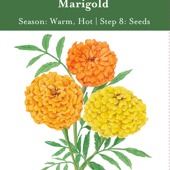 Pom Pom Mix Marigold Seeds