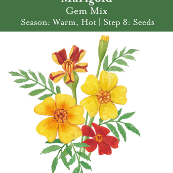 Gem Mix Marigold Seeds