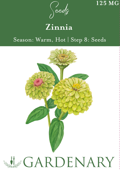 Lime Blush Zinnia Seeds