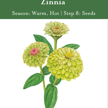 Lime Blush Zinnia Seeds