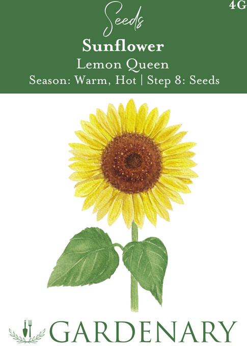 Lemon Queen Sunflower Seeds