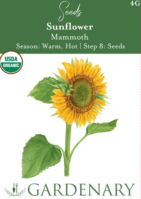 Mammoth Sunflower Seeds