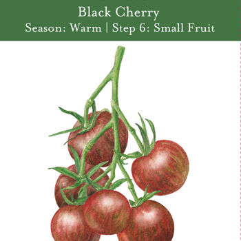 Black Cherry Tomato Seeds