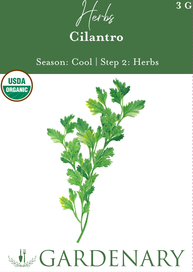 Cilantro Seeds